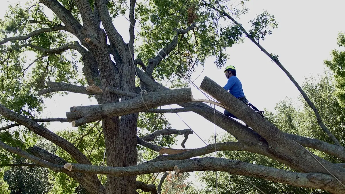 Professional Crown Thinning performed by certified arborists in Nikolai