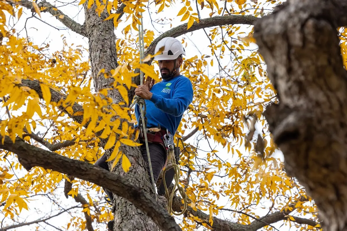 Skilled Dead Tree Removal crew working in Nikolai